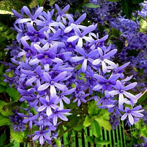 Imagem 2 de 5 de Muda De Flor De São Miguel - Petrea Volubilis - Trepadeira