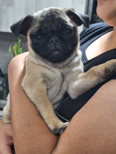 Cachorros Pug  Hembra 6 Meses Tamaño Pequeño