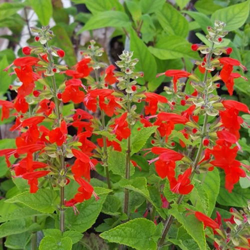 Salvia Coccinea-blood Sage Lady-in-red Salvia Texas Sage Tro