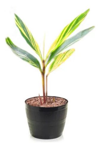Bulbo Alpinia Zerumbet - Azucena De Porcelana, Cana Do Brejo