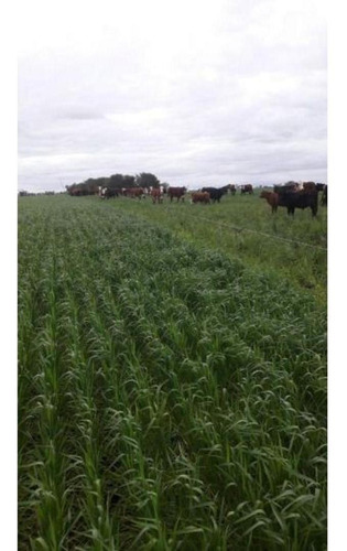 Imagen 13 de 14 de Campo En Venta En Nogoyá Entre Rios
