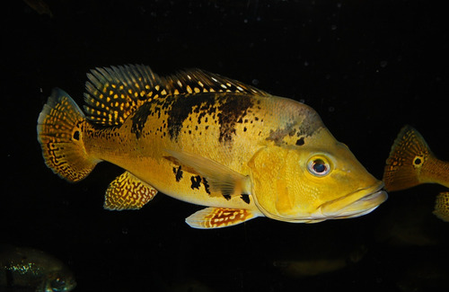 Peixe Tucunaré Amarelo 10 A 13cm (cote O Frete Antes) Amarelo