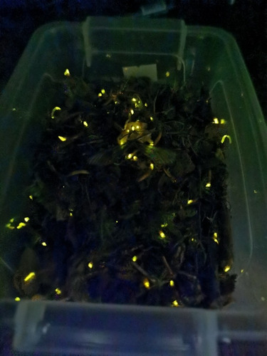 Trencitos Bioluminiscentes (phengodidae) Mascotas 