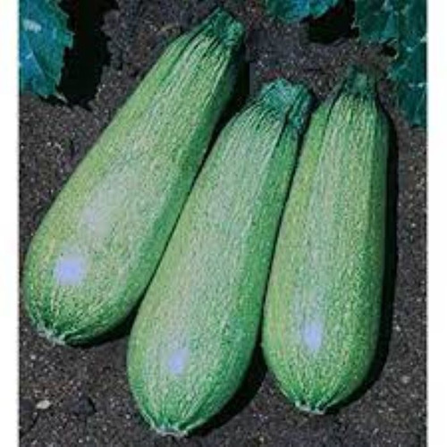 Oferta! 10 Semillas Zapallo Italiano Grey Zucchini  