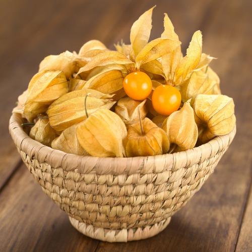 Muda De Physalis Alta Qualidade
