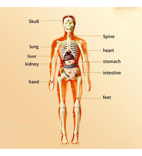 Kit Científico De Anatomía Del Torso, Modelo De Cuerpo Human
