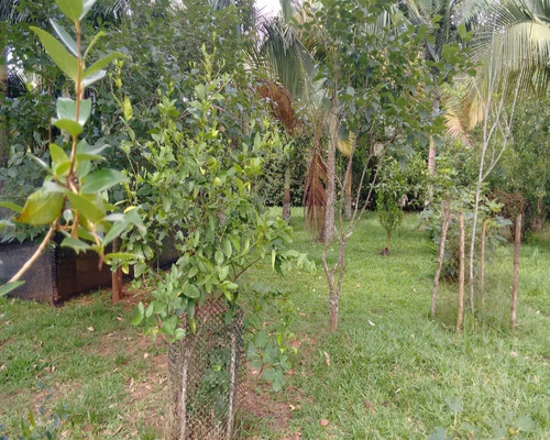 Chácara 1.500 M² - Palermo - Gravataí - Rs - 1083 - 32419604
