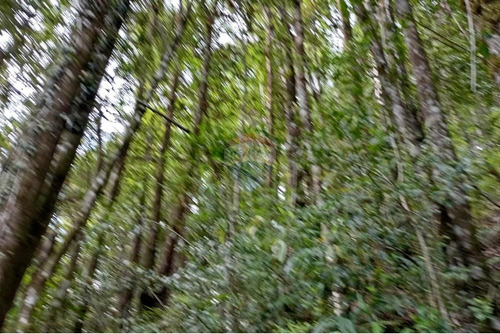 Venta Parcela Pucón Con Acceso A Rio Carhuello