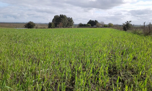 Venta Campo Con Casa Paraje Morlan, Colonia