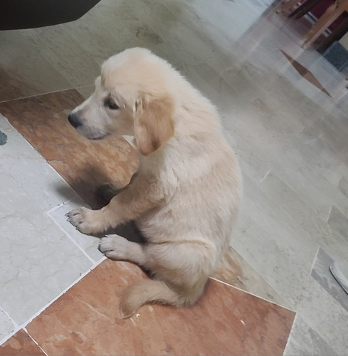 Golden Retriever 