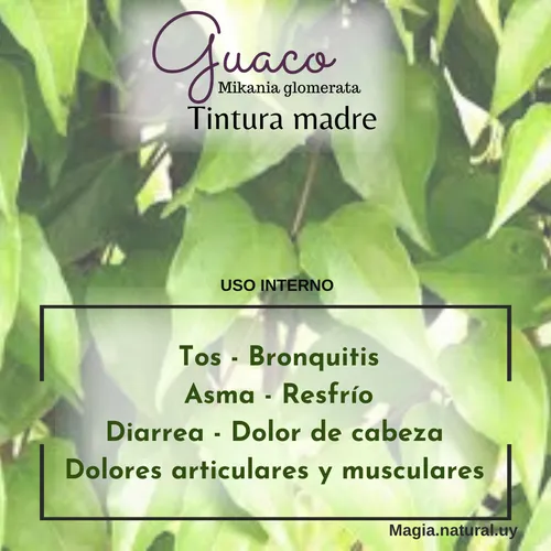 Homeopatía. Tintura Madre De Guaco. Homeopatía