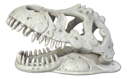 Soma Enfeite De Resina Esqueleto Cabeça Tiranossauro Rex Md