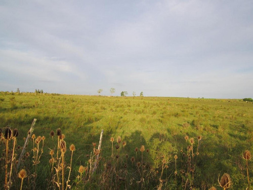 Imagen 13 de 18 de Campo Pegado A Tala, 22 Hás