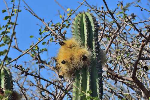 Pachycereus Pecten Aboriginum 15 Semillas