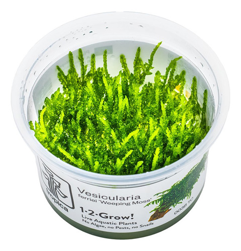 Vesicularia Ferriei Weeping Moss 003b Tc Musgo Acuario Tropi