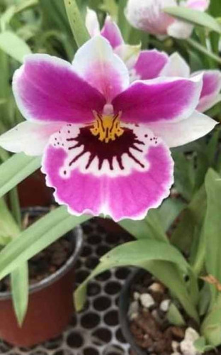 Imagen 5 de 5 de Orquídeas Miltoniopsis Varios Colores