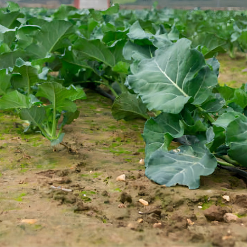 Semente De Hortaliças De Brocolis De Cabeça Agriculture_seeds De Unidade De 1 X 1 De 1g