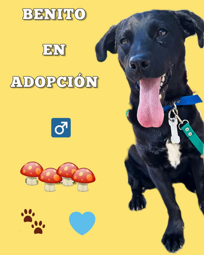 Benito, Mix De Labrador, Muy Juegueton, Jovencito, Un Amor.