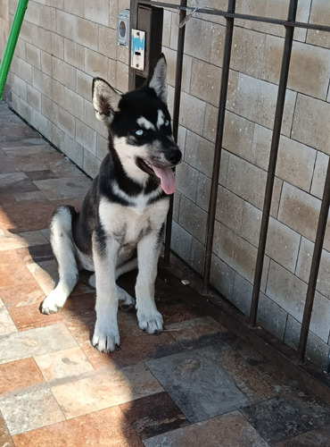 Husky Siberiano Cruza Chow Chow