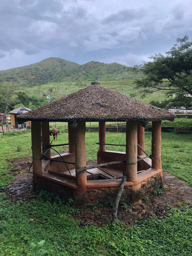 Finca Ganadera En Venta Tinaquillo S/la Pica Anny