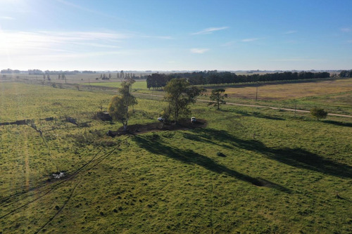 Imagen 9 de 9 de Campo De 77 Has En Venta En Uribelarrea, Cañuelas