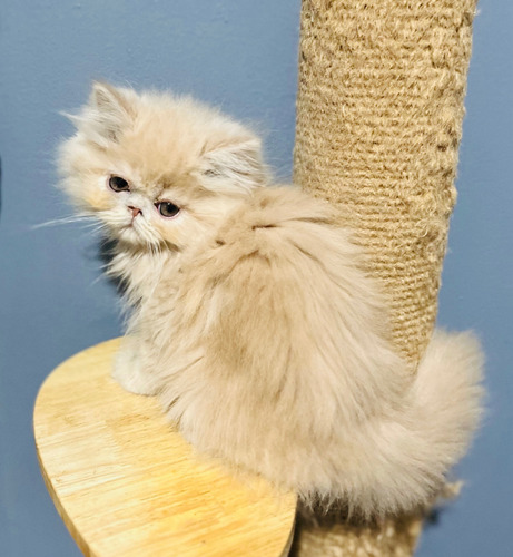 Gatitos Persas Disponibles