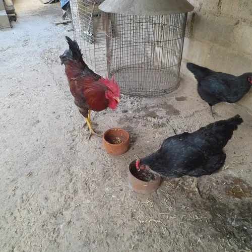 Gallinas Criollas Ponedoras (Usado)