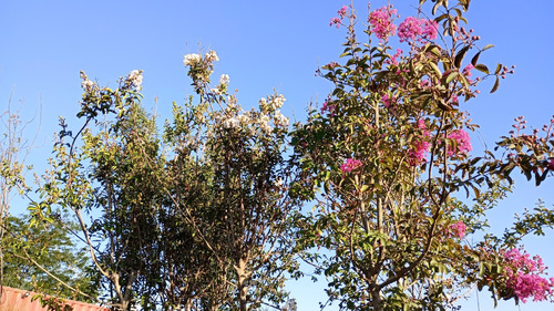 Arbol Crespon O Jupiter (lagerstroemia Indica) Rosa Chicle