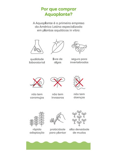 Phyllanthus Fluitans Orelha De Onça (flutuante) (in Vitro)