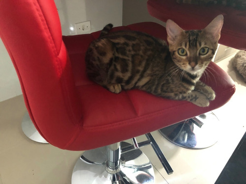 Gata Bengal Fêmea Castrada Com Pedigre