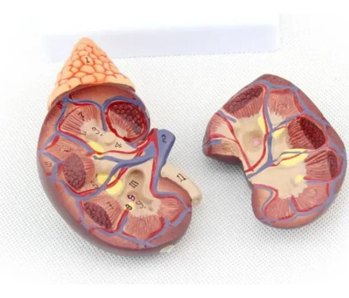 Modelo Anatômico Rins Corpo Humano Anatomia Funcionamento