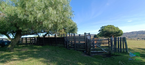 Muy Buen Campo Mixto Ganadero-forestal De 690 Has Y Bien Ubicado