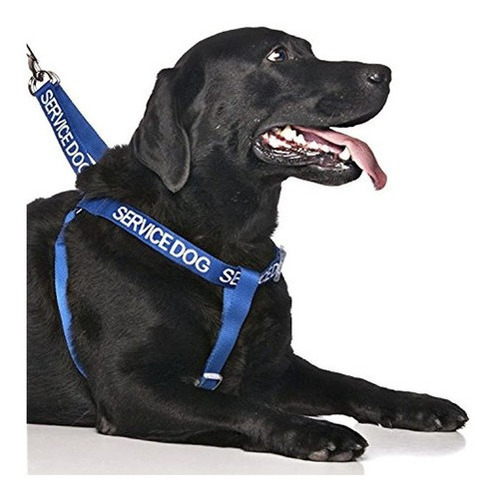 Servicio Perro Azul Codigo Codificado Por Color Advertencia