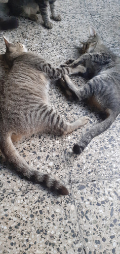 Gato Y Gata Castrada En Adopcion Subo Mas Fotos A La Noche
