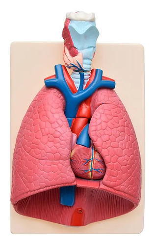 Modelo De Laringe, Coração E Pulmão - Anatomico