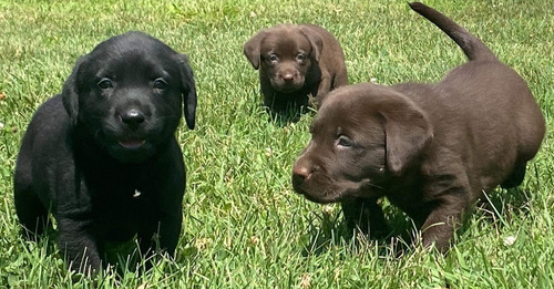 Cachorros Labrador Negro