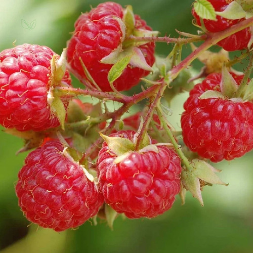 Chá Folhas E Talos De Framboesa - 100g