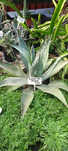 Planta Suculenta Ágave Del Dragón (cuello De Cisne)