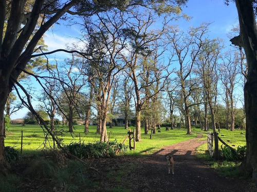 Imagen 3 de 19 de Campo Agricola Ganadero En Las Flores, Sobre Ruta 3, Con Casa.