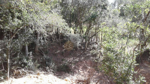 Imagem 4 de 24 de Casa Em Fase De Acabamento - Parque Florestal - Ca0892