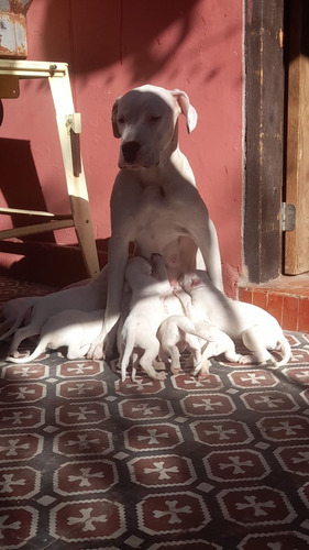 Dogos Argentinos Cachorros