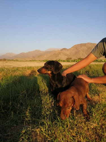 Cachorros Dachshund Salchicha Lima