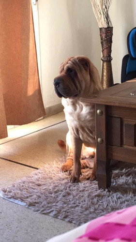 Sharpei Para Monta