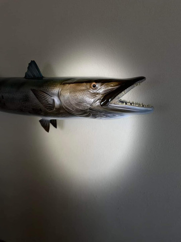 Pescado Barracuda Montura Marina Pezaca Deportiva Taxidermia