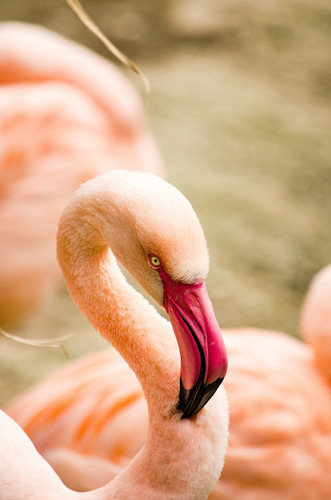 Cuadro 50x75cm Flamingo Hermoso Salvaje Rosa Belleza M3