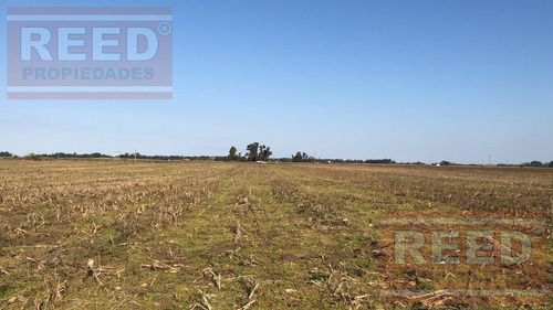 Campo - Saladillo