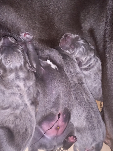 Cachorros Cane Corso Puros Blue Puppies Disponibles