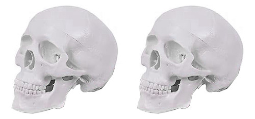 2 Modelos De Cráneo Humano, Modelo De Cráneo Anatómico De 3