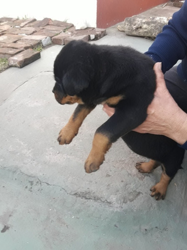 Rottweiler Rott Cachorros