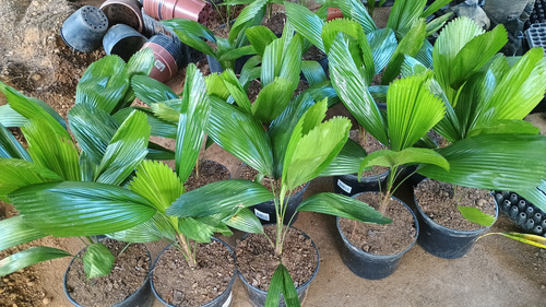 Palmeira Licuala Grandis Leque 50 Cm - Retirar L Freitas Ba
